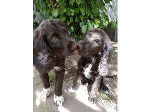 Vente chiots mâles wachtelhund