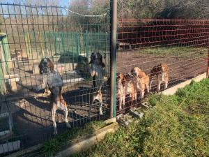 Meute de chiens courants