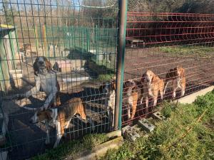 Meute de chiens courants