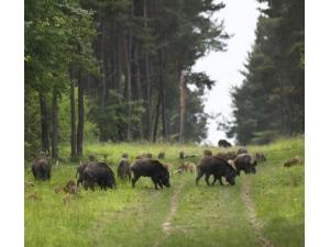 Recherche territoire de chasse