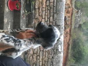 vends chiot setter anglais