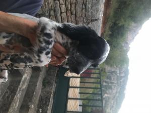 vends chiot setter anglais