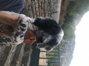 vends chiot setter anglais