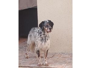 Thor tricolore dispo saillie ( setter anglais )