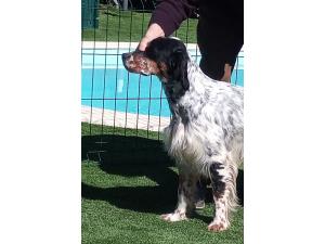 Thor tricolore dispo saillie ( setter anglais )