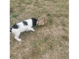 Chiots LOF Springer Spaniel