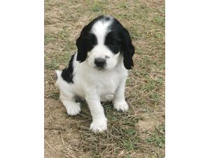 Chiots LOF Springer Spaniel