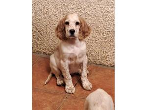 Setter anglais chiots