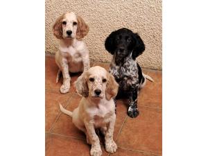 Setter anglais chiots