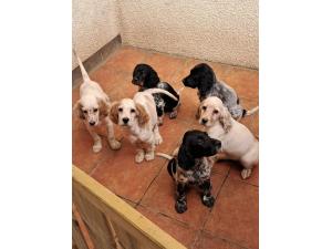 Setter anglais chiots