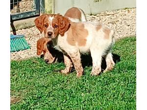 Chiots épagneul breton