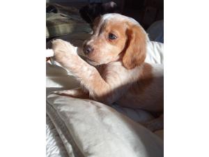 Chiots épagneuls bretons non lof disponible