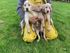 Setter anglais 5 chiots mâles