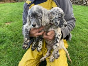 Setter anglais 5 chiots mâles