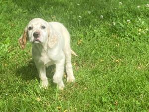 chiots setter anglais