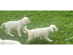 chiots setter anglais