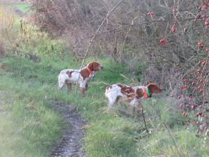 chiots epagneul breton