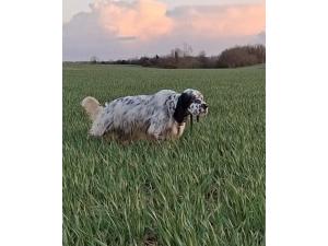 Chiots setter anglais LOF à réserver