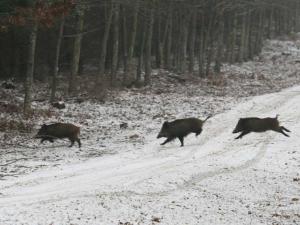 Chasse Petit et Grand Gibier 62