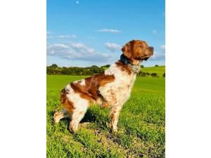 chien épagneul breton LOF 2 males