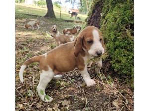 Chiots courant suisse Schwytzois non lof