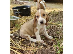 Chiots courant suisse Schwytzois non lof