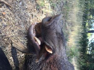 Action de chasse au grand gibier à Rocherfort du Gard