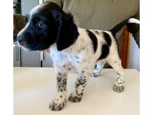 Chiots Setter Anglais