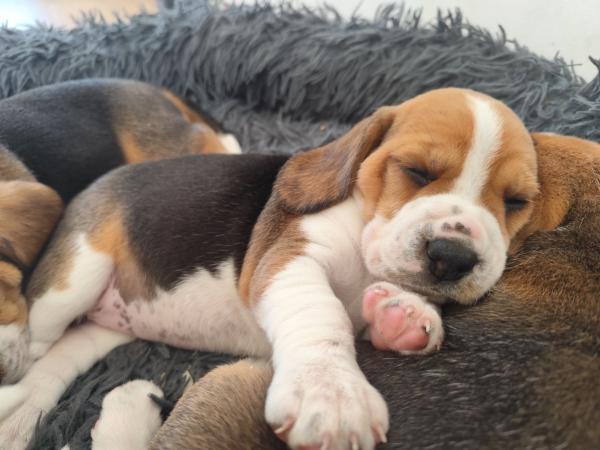 Chiots beagle mâles LOF