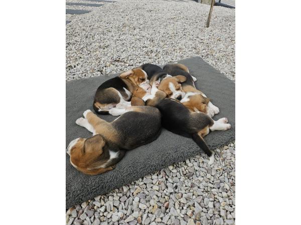 Chiots beagle mâles LOF