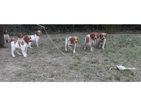 Chiots epagneuls bretons disponibles desuite