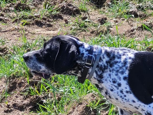 Chasse gibiers naturels Seine et Marne