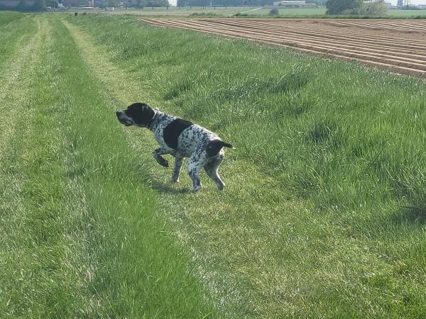 Chasse gibiers naturels Seine et Marne