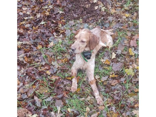 Chiots setter anglais LOF à réserver