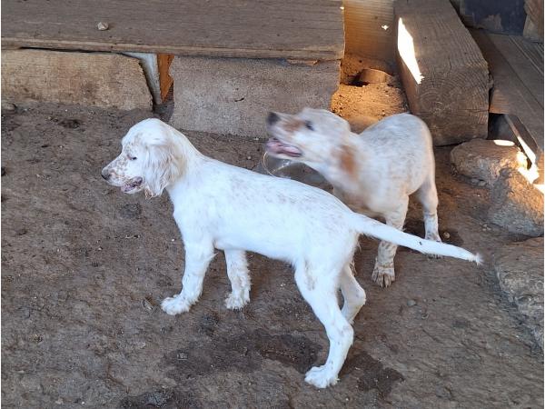 SETTER ANGLAIS chiots