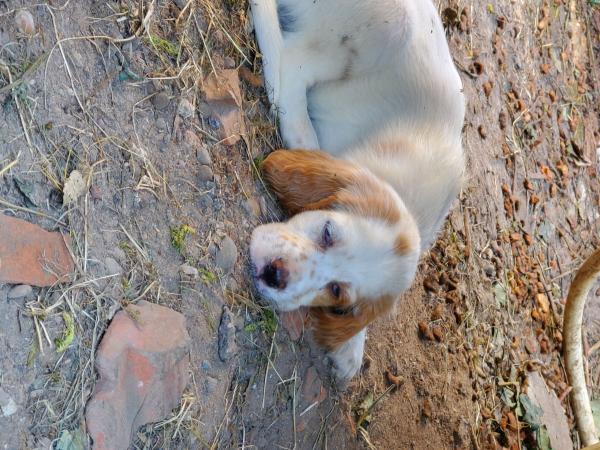 Setter lemon pure race non lof