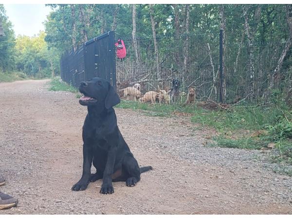 Chiot labrador