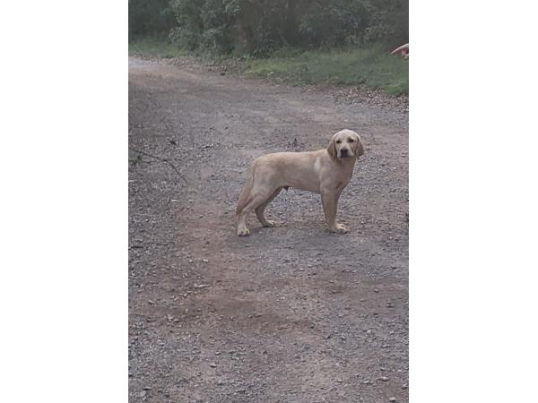 Chiot labrador