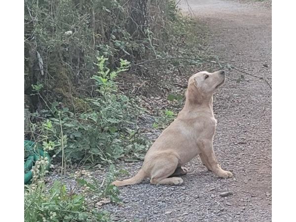 Chiot labrador