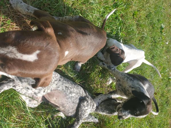 Chiots à  adopter ( Braque Levrier)