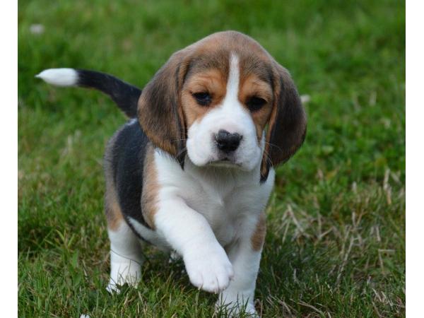 Chiots Beagle