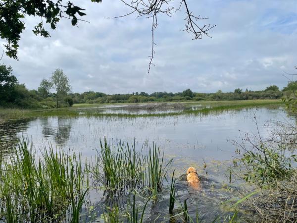 Propriété de chasse en Brenne (36)
