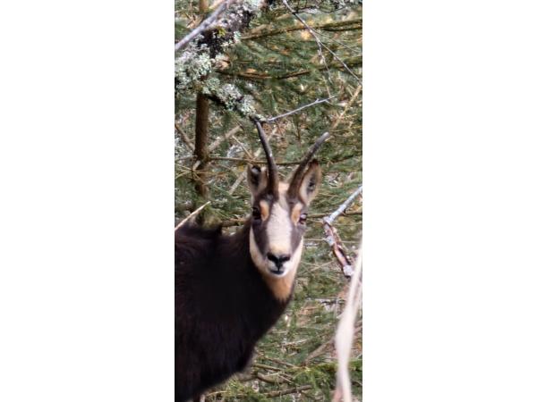 Chasse du Guery et de Combe Perret