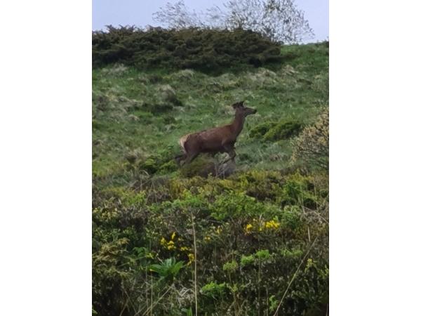 Chasse du Guery et de Combe Perret
