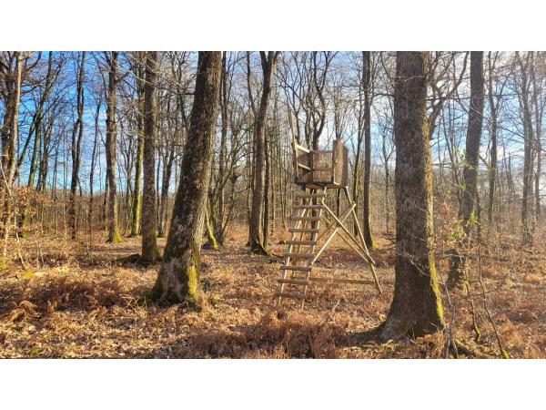 Chasse en Forêt des Bertranges (58)
