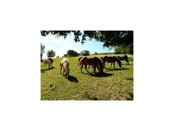Location pour chasse terrain de 62 hectares