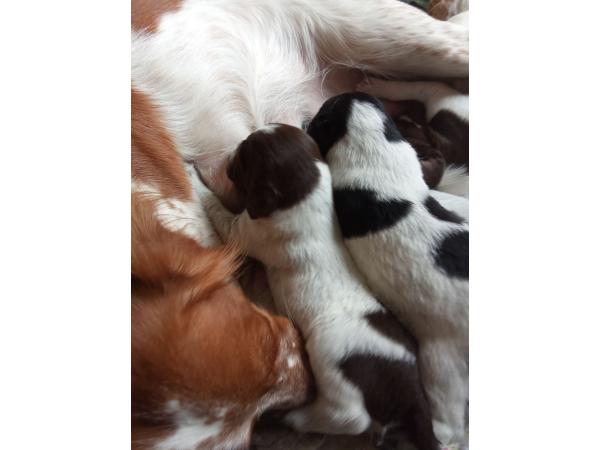 Epagneul Breton non lof disponible