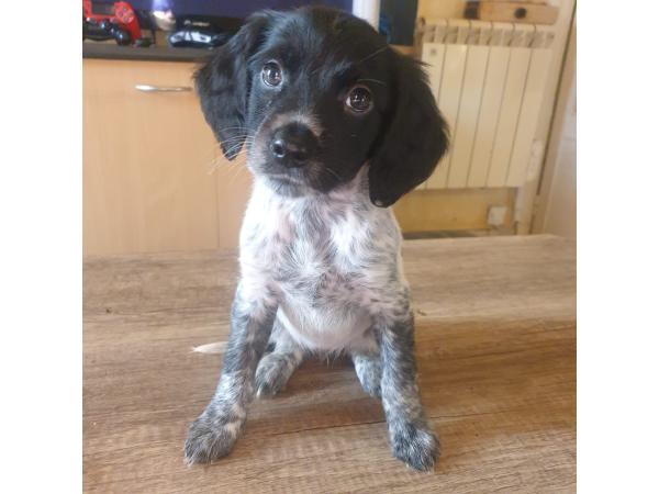 Epagneul Breton non lof disponible