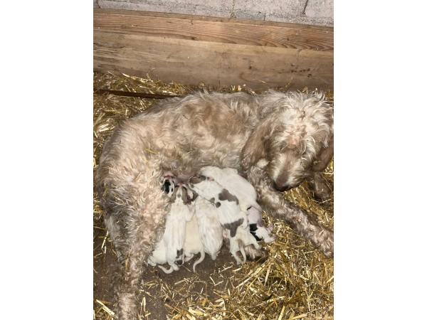Vends chiots