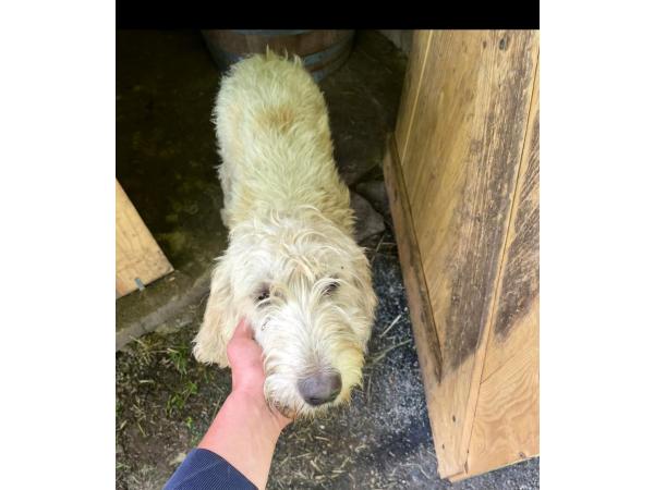 Vends chiots